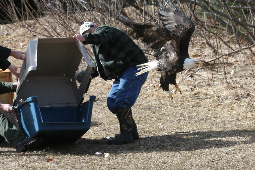 Wings of the Dawn charity releasing a bald eagle back to the wild.