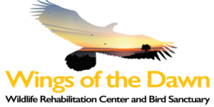 Wings of the Dawn charity logo, featuring a bird with it's wings outstretched in flight.